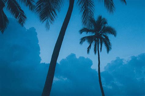 Beach Blue Cloud Clouds Palm Palm Tree Palm Trees Palms Sea