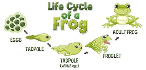 Life Cycle A Frog Diagram Vectors And Illustrations For Free Download Freepik