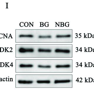 NAC Attenuates BPAF Induced Apoptosis And Cell Cycle Arrest In ST