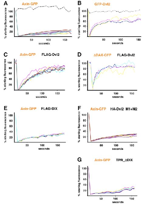 Dvl2 Accelerates The Recruitment Of Axin Into Dynamic Protein