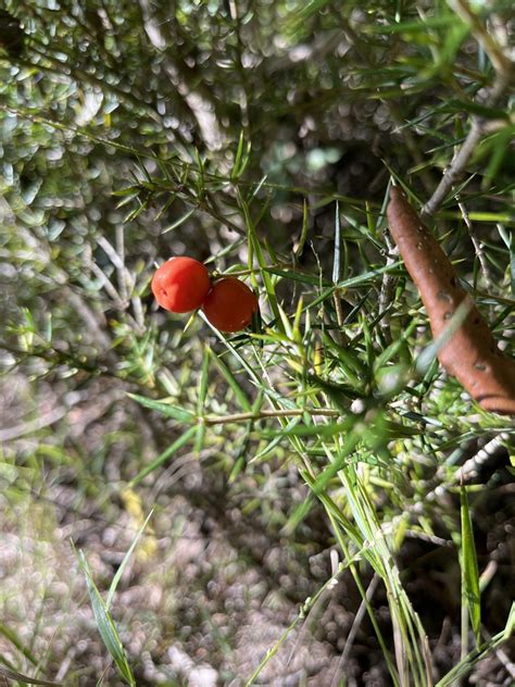 Chain Fruit From Monto Au Ql Au On April At Pm By