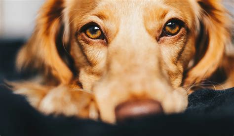 La Paralisi Laringea Nel Cane Quattrozampe