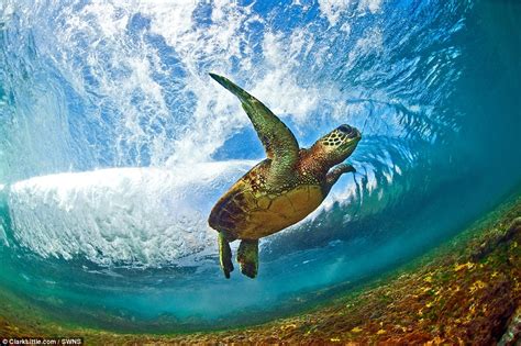 Photographer Clark Little Captures Stunning Pictures From Inside Waves Daily Mail Online