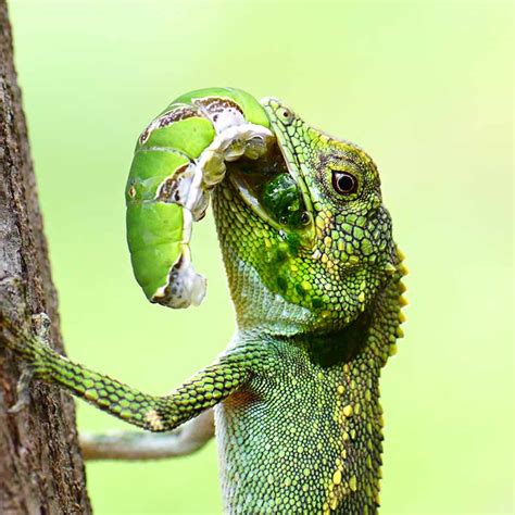 What Do Lizards Eat As Pets And In The Wild Pets Society