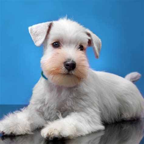 White Schnauzer: Discover The Secrets Of This Rare Color