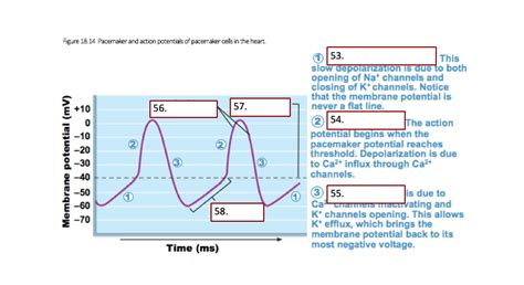 Pacemaker and Action Potentials of Typical Cardiac Pacemaker Cells ...