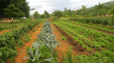 Sycamore Bend Farm Localharvest