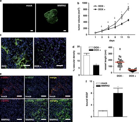 Mmrn Overexpressing Tumors Lack An Efficient Mature Vasculature