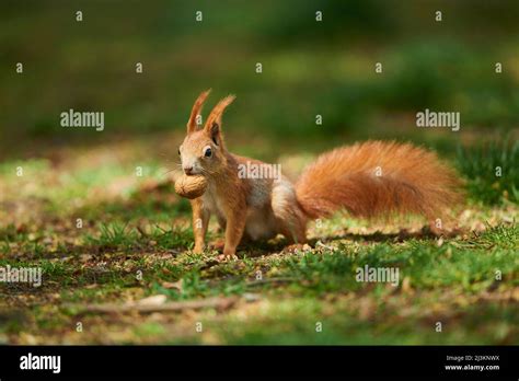 Rotes Eichhörnchen Oder Eurasisches Rotes Eichhörnchen Sciurus