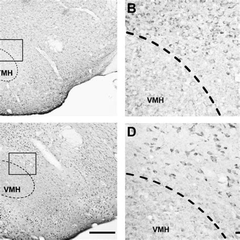 Sections At The Level Of The Piriform Cortex Showing The Molecular I Download Scientific