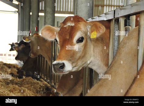 A Dairy Herd Of Jersey Cows Feed Indoors At A Farm In Derbyshire