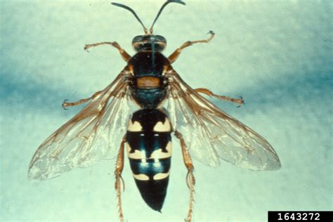 Cicada Killer Sphecius Speciosus