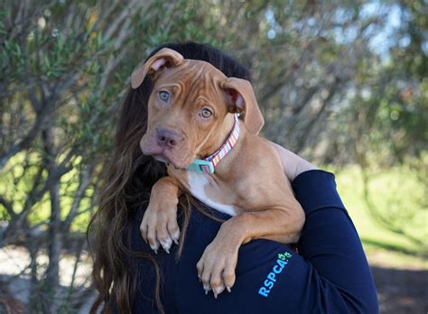Sonny Medium Male American Staffordshire Bull Terrier Mix Dog In Qld
