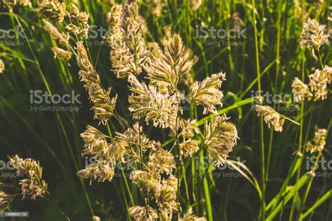 Phalaris Arundinacea Or Canary Cane Herb Field In The Rays Of The