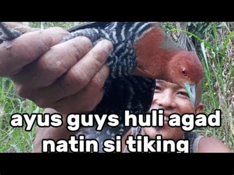 Easy Trap Bird Effictive Ayus Guys Huli Agad Natin Si Tikling YouTube