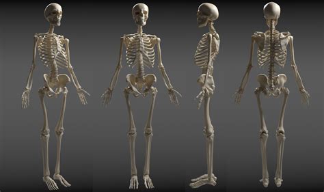 Artstation Skeleton Study Annselie Aberg