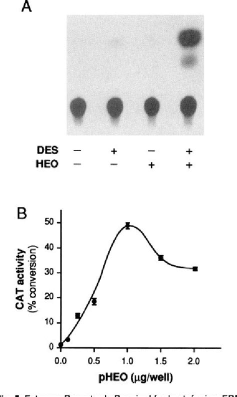 Figure 1 From Estrogen Response Module Of The Mouse Lactoferrin Gene