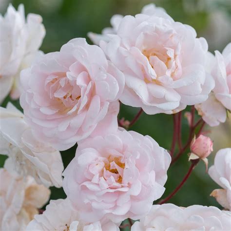 Marie Pavie Melvilles Roses