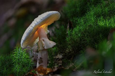 Amanite Rougissante Amanita Rubescens Roland Letscher Flickr