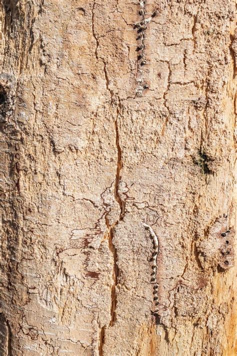 A Textura De Um Tronco Velho Podre Do Vidoeiro Na Floresta Como Um