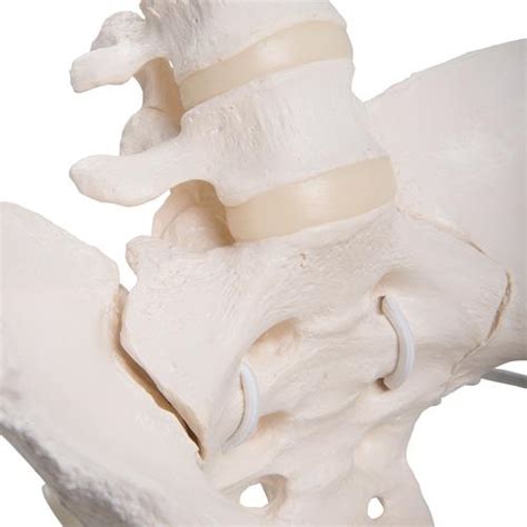 Pelvis Femenina Flexible Con Cabezas De F Mur B Smart Anatomy