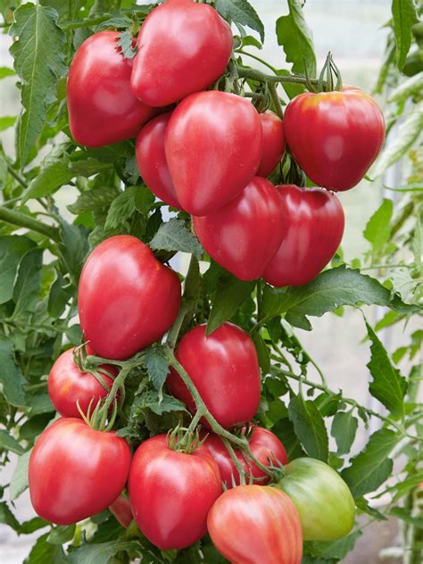 The 15 Best Beefsteak Tomatoes To Grow In 2022 Food Gardening Network