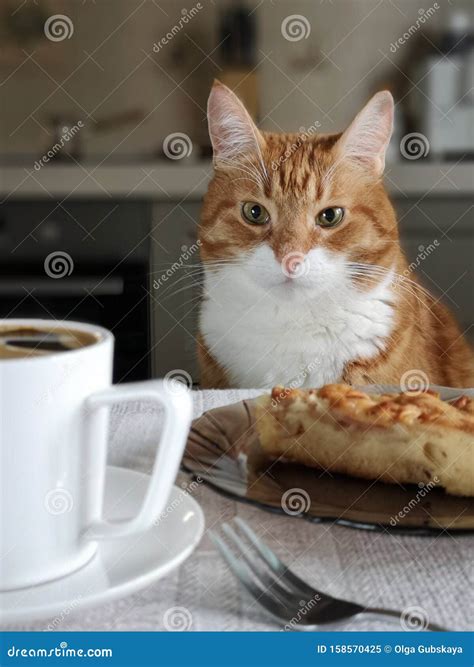 An Adult Beautiful Ginger Cat Sits At The Kitchen Table On Which