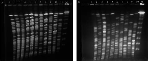 Pfge Profiles Of Spe I Digested Genomic Dnas From Pseudomonas