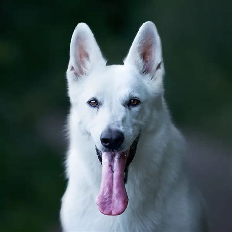 Tableaux de poids de Berger Blanc Suisse espérance de vie taille et