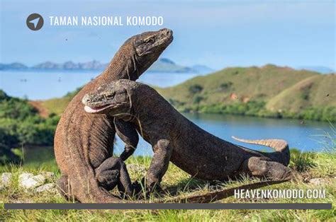 Harga Tiket Masuk Taman Nasional Komodo Tetap Normal Kemenparekraf