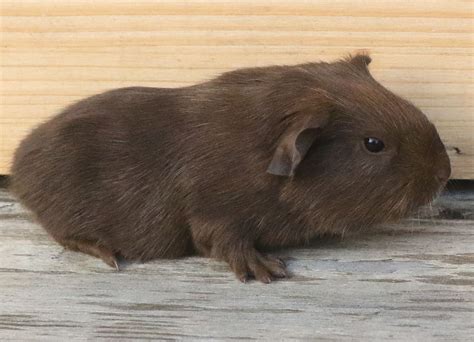 Passion Petits Animaux Elevage De Lapins Cochons D Inde Ballens