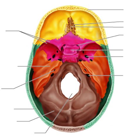 Floor Of Cranial Cavity Superior View Viewfloor Co