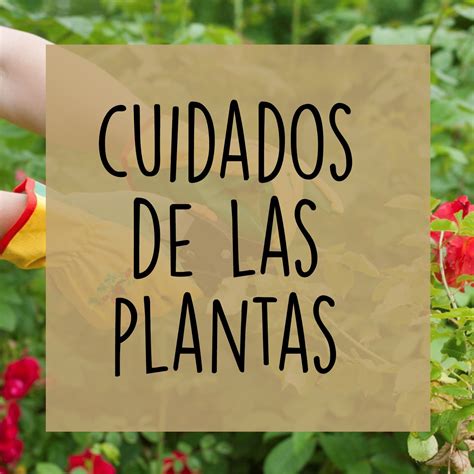 Cuidados De Las Plantas De Jardin Jasma