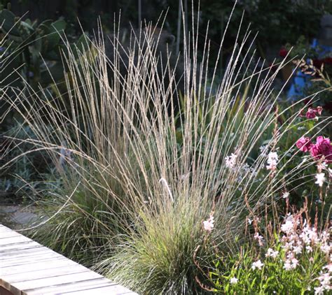 Deer Grass Muhlenbergia Rigens Luciole Design Landscape Architects