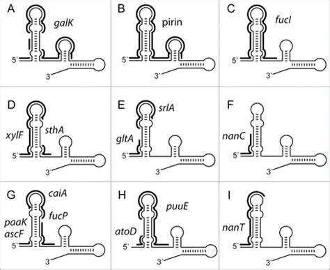 Full Article The Spot 42 Rna A Regulatory Small Rna With Roles In The