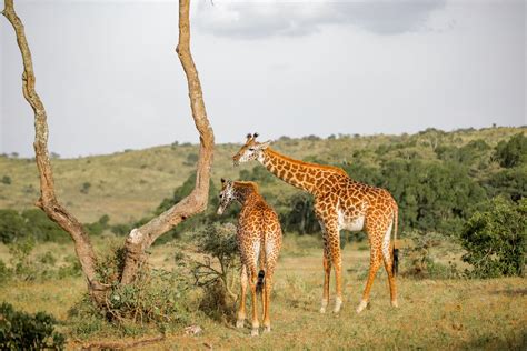 Giraffe in the Savanna · Free Stock Photo