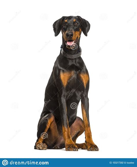 Perro Del Doberman Del Jadeo Que Se Sienta Contra El Fondo Blanco Foto