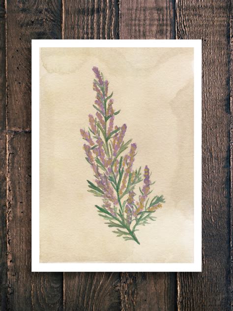 Art Print Mugwort Illustration Floral Botanical Medicinal Etsy