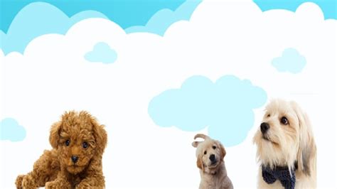 Best Free Cute Animal Puppy Slideshow Google Slide Themes And ...