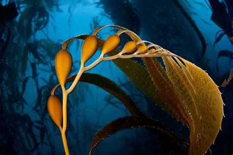 Warm Blob Helped Invasive Algae Wipe Out Kelp Forest Earth