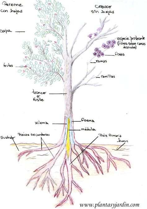 La Morfología del Árbol Plantas y Jardín