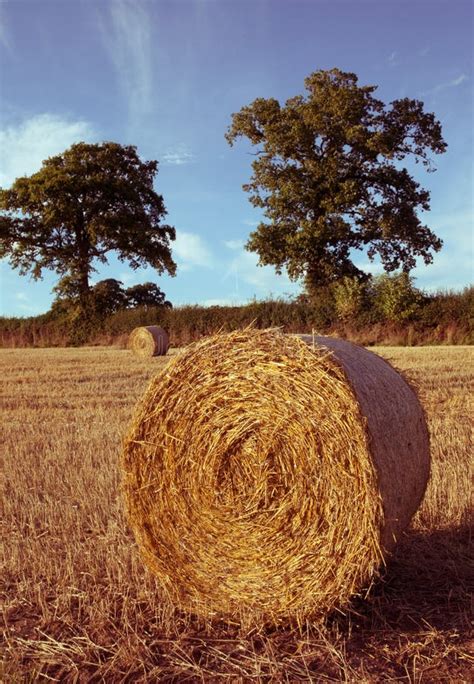 Hay Bales On The Field After Harvest Stock Image Image Of Package