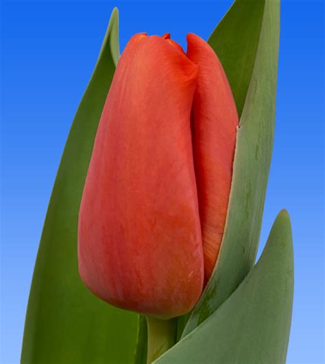 Tulp Goalgetter Borst Bloembollen