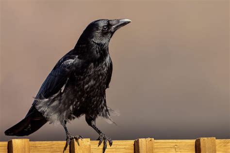 Why Are Crows So Smart World Birds