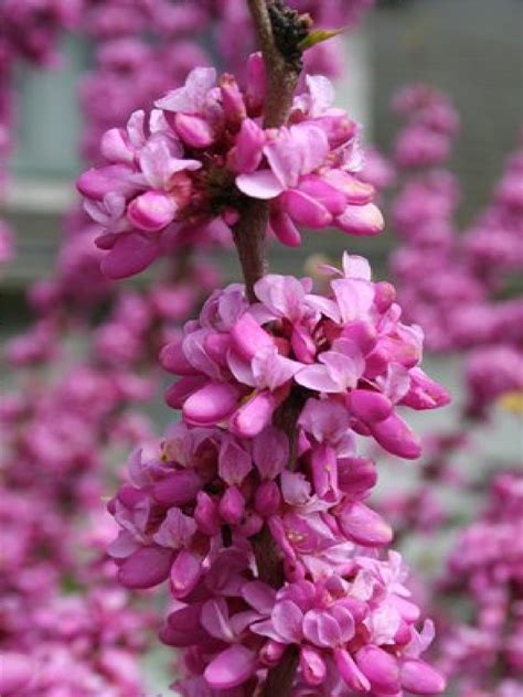 Deciduous Tree Cercis Chinensis Avondale Redbud