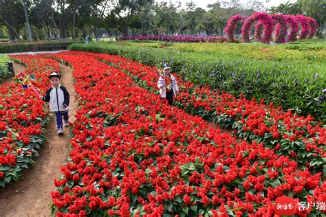 原创组图丨快来万绿园打卡鲜花“隧道” 新闻中心 南海网