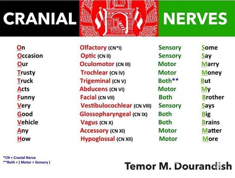 Image result for cranial nerve chart | Cranial nerves mnemonic, Nursing ...