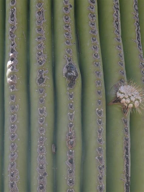 Saguaro At Cactus Forest Drive Saguaro National Park East A Photo