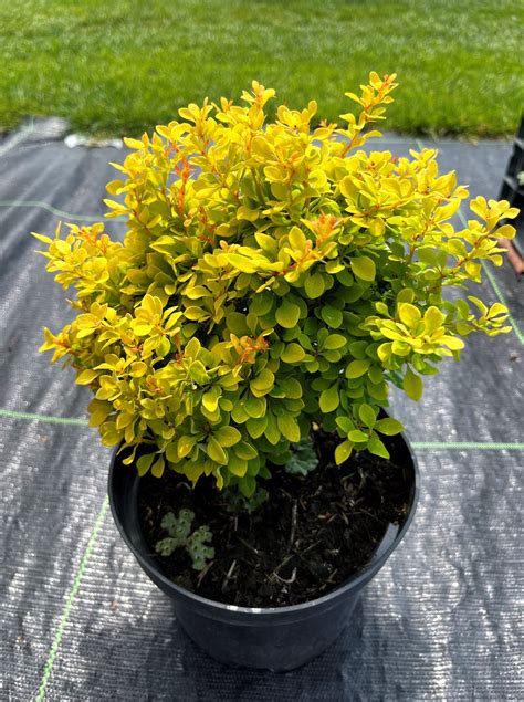 Berberis thunbergii 'Goldalita' - Záhradníctvo Peter Dedík