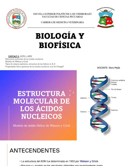 3° Estructura Molecular De Los ácidos Nucleicos Tipos De Enlaces